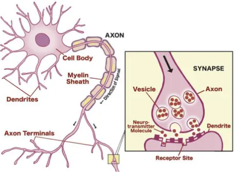 Figure 6. How a neuron looks like 