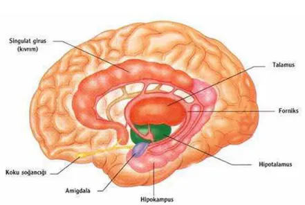 Şekil 3   Limbik Beyin 
