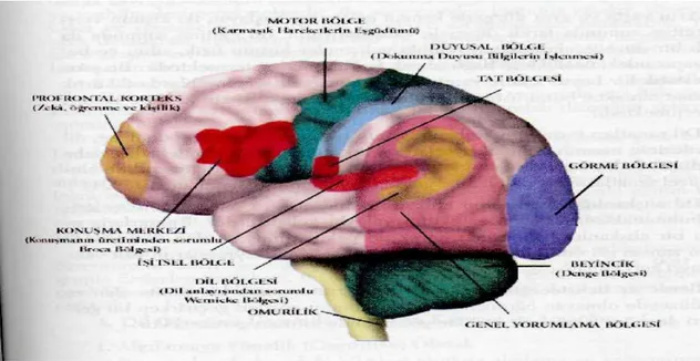 Şekil 2: Beynin Yapısı 