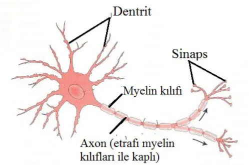Şekil  1.  Bir  nörona  ait  çizim  Grabowski,  J.,  Hilgard,  E.  R.  &amp;  Atkinson,  R