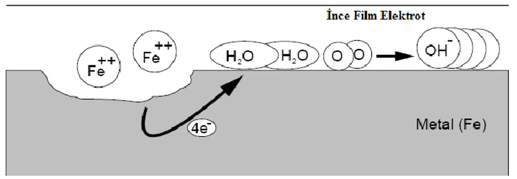 ġekil 2.2 Demirde GerçekleĢen Atmosfer Korozyonu (Roberge, 2000). 