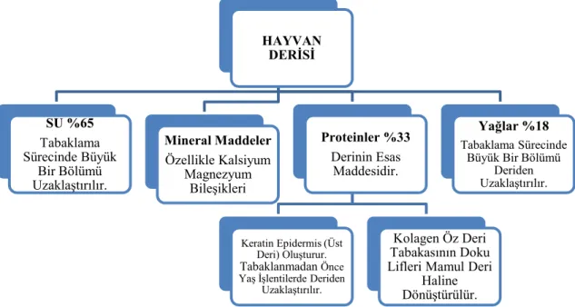 ġekil 9: Derinin kimyasal yapısı 