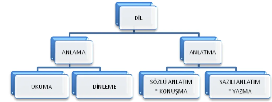 Şekil 1: Dil Becerileri Arasındaki İlişkiler 
