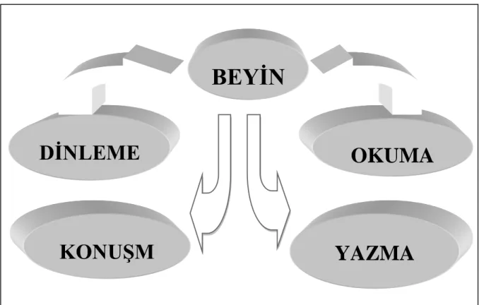Şekil 2. 2 Beyin ile dört temel dil becerisinin ilişkisi 