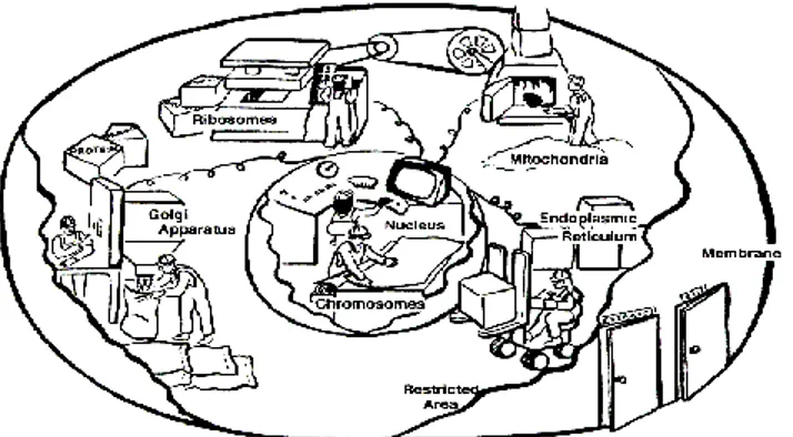 Şekil 6. Hayvan Hücresi ile Fabrika Arasında Kurulan Analoji 