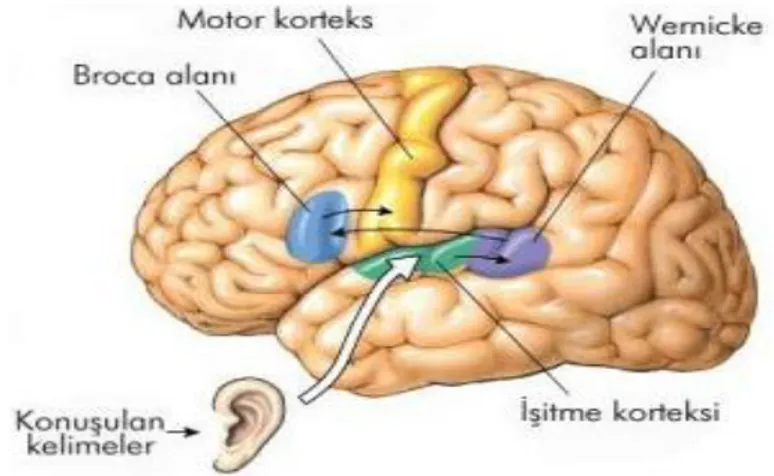 Şekil  5.  Dinleyerek  anlama  sürecinde  etkili  olan  beyindeki  bölgeler  (Canan,  2008,  http://www.sinancanan.net/dusunce/lisan.htm sayfasından erişilmiştir)