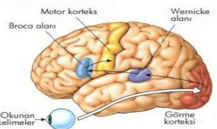 Şekil  8.  Okuyarak  anlama  sürecinde  etkili  olan  beyindeki  bölgeler  (Canan,  2008,  http://www.sinancanan.net/dusunce/lisan.htm sayfasından erişilmiştir)