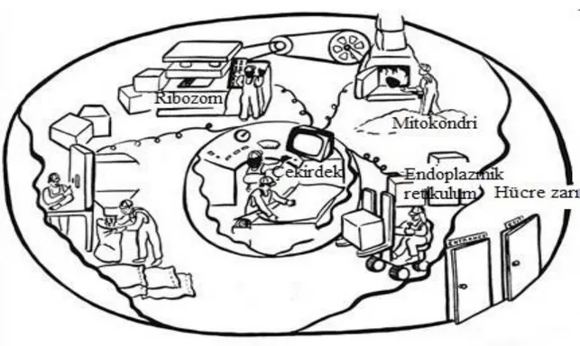 Şekil 4: Hücre organellerinin görevlerini açıklamaya çalışan resimli bir analoji  (Paris ve Glynn, 2004)