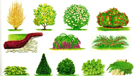 Şekil 1: Yapraklı ve İğne Yapraklı Çalıların Bazı Değişik Formları (Ceylan,        2004, s.19) 