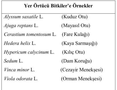 Tablo 1: Yer Örtücü Bitkiler 