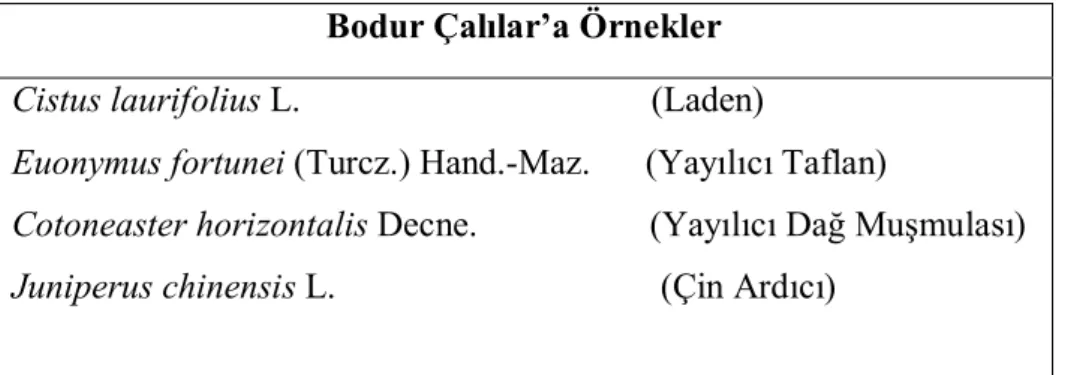 Tablo 2: Bodur Çalılar 