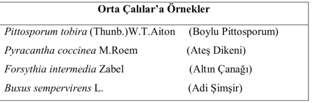 Tablo 4: Orta Çalılar 