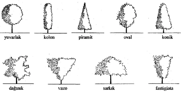 Şekil 7 : Bitki Formları (Eroğlu, 2004, s.6) 