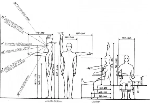 Şekil 10: Ġnsanın Ortalama Ölçüleri (Ching, 1987, s.62)               