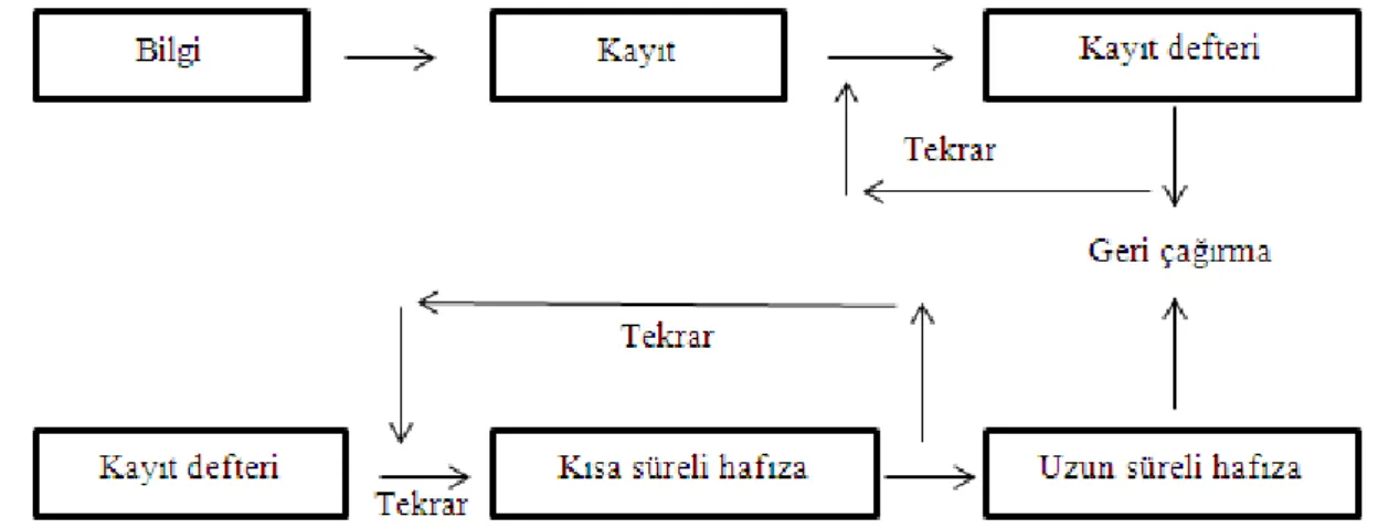 Şekil 1. Hatırlamanın işlemsel süreci. (What good is learning if you don’t remember it?”,  Klemm,  W