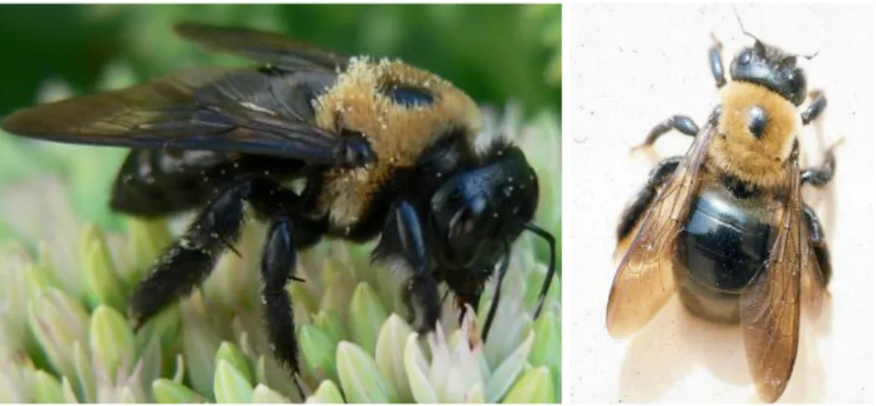 Şekil 18. Eastern CarpenterBee – Xylocopavirginica 