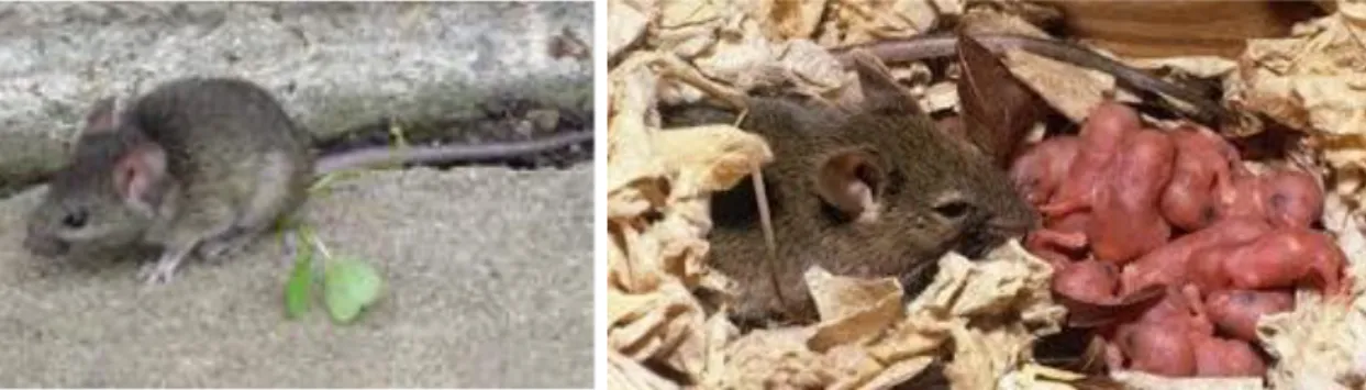 Şekil 28. House Mouse - Mus domesticus (Rutty) 