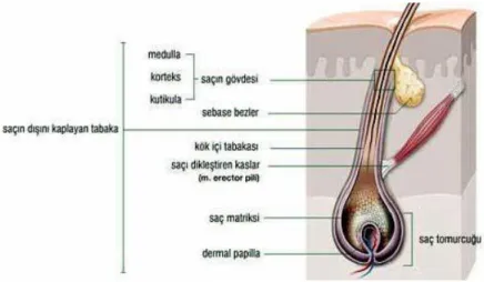 ġekil 1: Saçın Anatomik Yapısı (Kundakçı, 1998:127) 