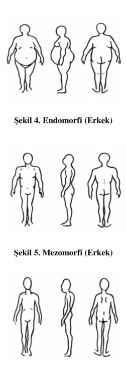 Şekil 4. Endomorfi (Erkek)  