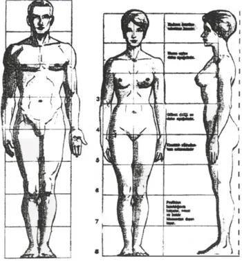 Şekil 8. Vücudun bölümlendirilmesi ile elde edilen oranlama sistemi  8'li  bölme  günümüzde  çok  kullanılan  ve  iyi  sonuçlar  veren  yaklaşım  olarak  görülmektedir