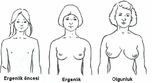 Şekil 1: Ergenlik Öncesi, Ergenlik ve Olgunluk Döneminde Meme Gelişimi          (Ömerli,  2006:6)