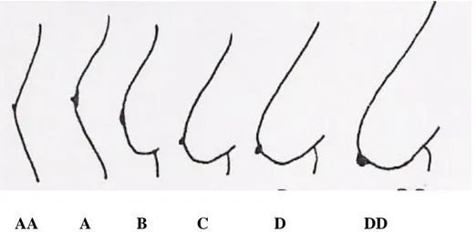 Şekil 2: Doğal Anatomik Göğüs Formları (Yakartepe, 1995: 1318) 