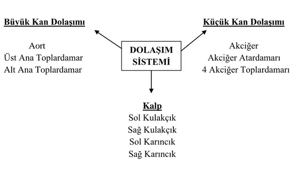 ġekil 3.DolaĢım Sistemi ile Ġlgili Örnek “KA” 