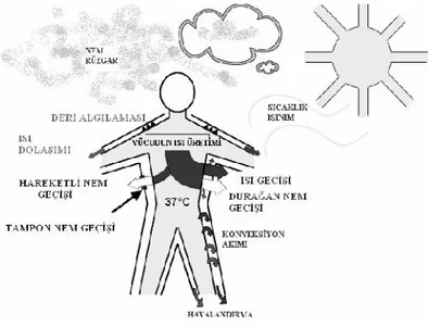 Şekil 2: Vücudun Çevresindeki Mikroklimayı Oluşturan Parametreler (Gürcüm, 2007:53).