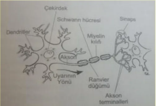 ġekil 14: Nöronun BasitleĢtirilmiĢ Görüntüsü (Andreasen, 2005: 67). 