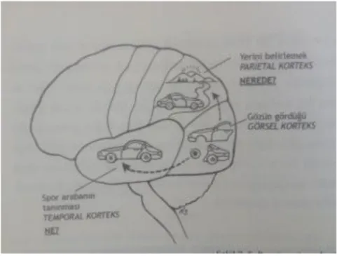 ġekil 15: Beynin “What Patway” Yolları (Andreasen, 2005: 70) 