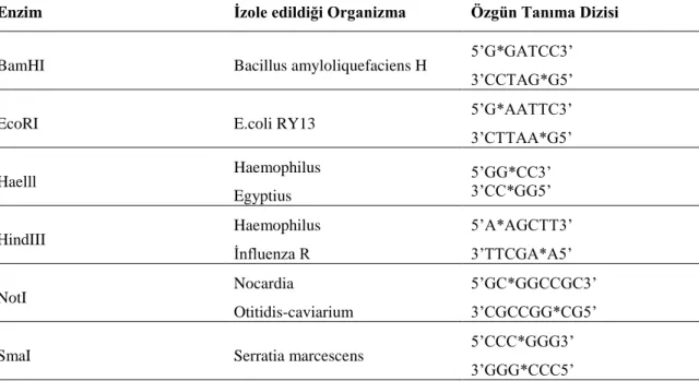 Tablo 2. Rekombinant DNA Teknolojisinde Yaygın Olarak Kullanılan Bazı Restriksiyon  Enzimleri ( Yıldırım, Bardakçı, KarataĢ ve Tanyolaç, 2007, s