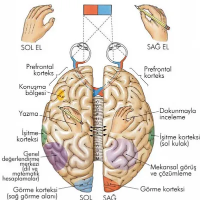 ġekil 19. Beyin yarım kürelerin fonksiyonları (Canan, S., 2014) 