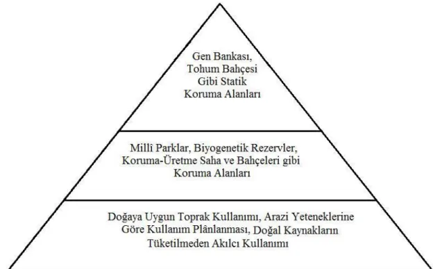 ġekil 4. BiyoçeĢitliliğin Korunmasında Buz Dağı Ġlkesi (Kurdoğlu, 2007).  