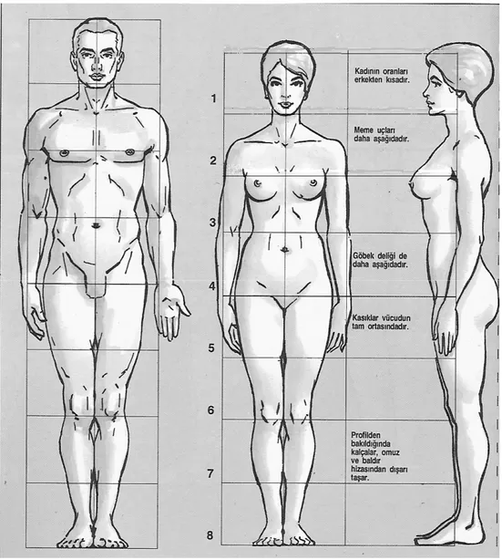 Şekil 2.Sekiz Baş’lık Kanonda Kadın Vücut Oranları 