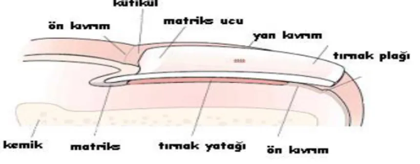 Şekil 9. Tırnağın Yapısı 
