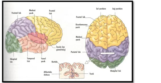 Şekil 2. Beyin Yarıküreleri (Atkinson, Atkinson, Smith, Bem, &amp; Nolen-Hoeksema, 2002) 
