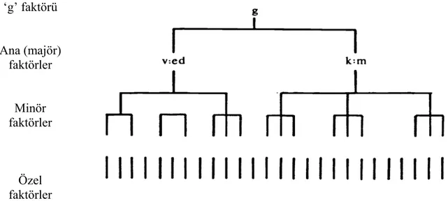 Şekil 1. Vernon’un Yeteneklerin Hiyerarşik Modeli (Gustafsson ve diğerleri, 1981: 22)
