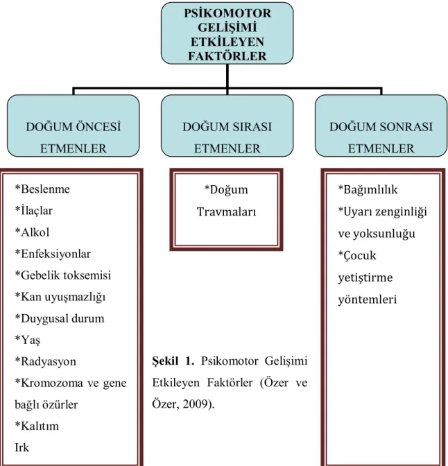 Şekil  1.  Psikomotor  Gelişimi 