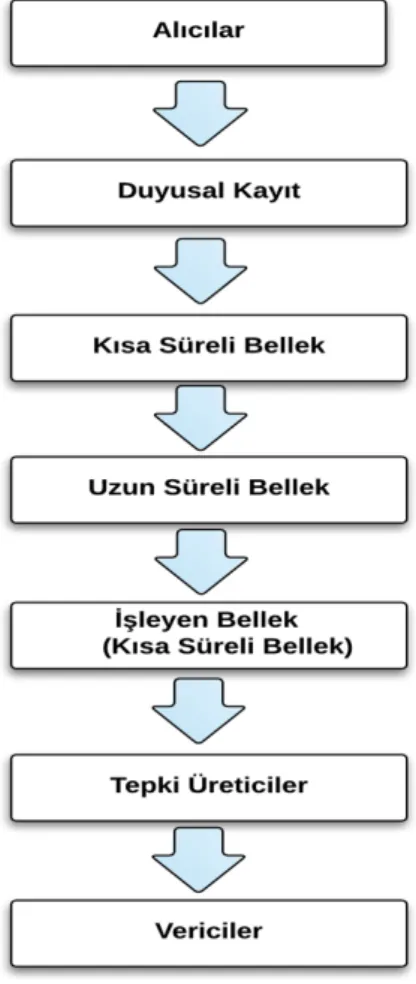 Şekil 2.1. Bilginin İşlenmesinde Zihinsel Süreçler: Gagné Modeli. (Gagné, 1985)    