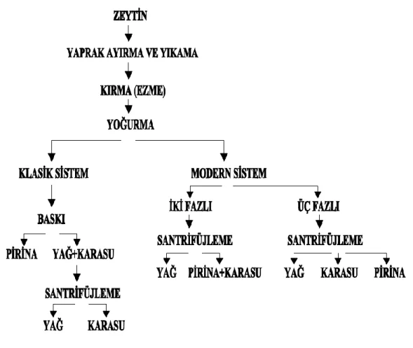 ġekil 2.2 Zeytinyağı üretim prosesleri akım Ģeması [3] 