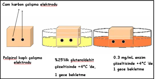 Şekil 4.4 Polipirol kaplanmış sürekli sistem cam karbon elektrot yüzeyinde enzim  immobilizasyonu 