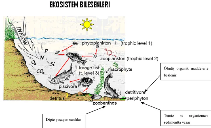ġekil 4.6 Ekosistem BileĢenleri  Aquatox ara yüzeyinin akıĢ diyagramı Ģekil 4.7‘de gösterilmiĢtir