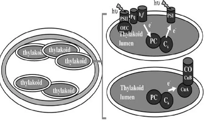 Şekil 5.7 Synechocystis PCC 6803’de fotosentez ve solunum elektron taşıma sisteminin  gösterimi (Cavet vd., 2003) 