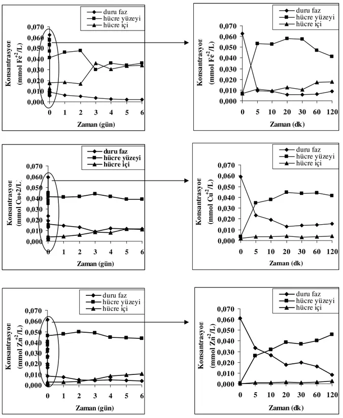 Şekil 7.22 Synechocystis sp. (E35) izolatının Fe-Cu-Zn biyosorpsiyonu/biyobirikimi (T=23°C,  pH=7, V=40 ml, Çalkalama Hızı=100 rpm, C 0 =0.072 mmol Fe +2 /L,0.063 mmol Cu +2 /L ve 