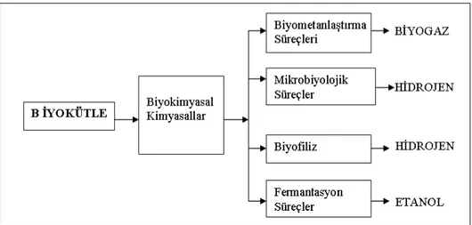 Şekil 3.1 Biyokütleden biyokimyasal dönüşüm süreçleri ile biyoyakıtlara geçiş (Özçimen,  2001) 