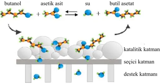 Şekil 3.5 Kompozit katalitik membran reaktörde asetik asitin butanolle esterleşme  reaksiyonu [54]