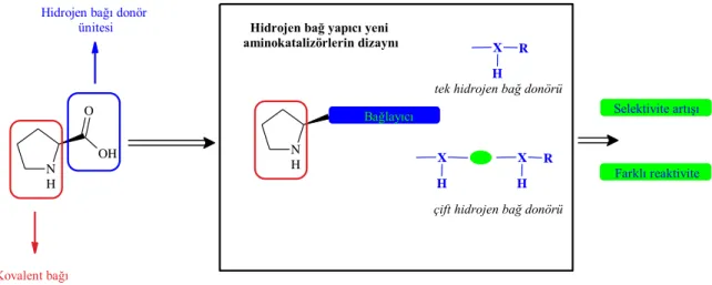 Şekil 3.1 L-Prolin’in yapısı ve fonksiyonu 