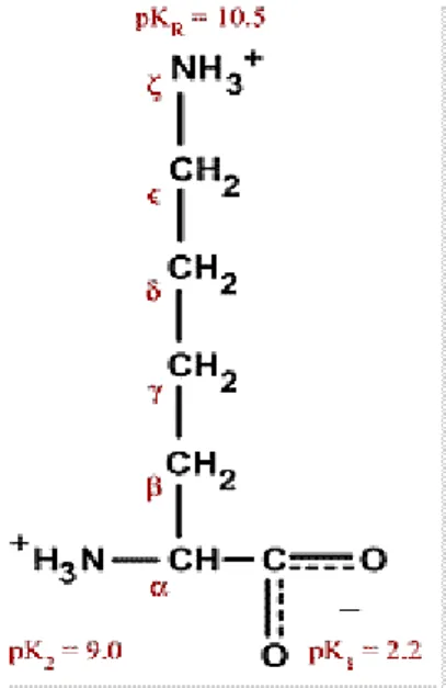 Şekil 2.1 Lizin amino asitinin kimyasal yapısı 