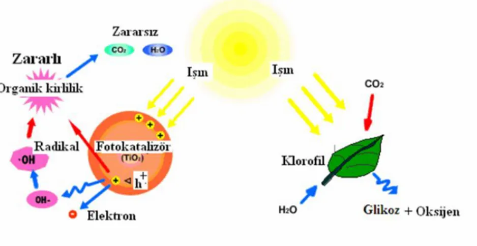 Şekil 3.3 Fotokataliz ve fotosentez arasındaki ilişki 