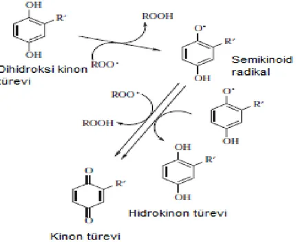 Şekil 2. 5 Dihidroksi benzen türevlerinin antioksidan aktivitelerinin olası mekanizması 